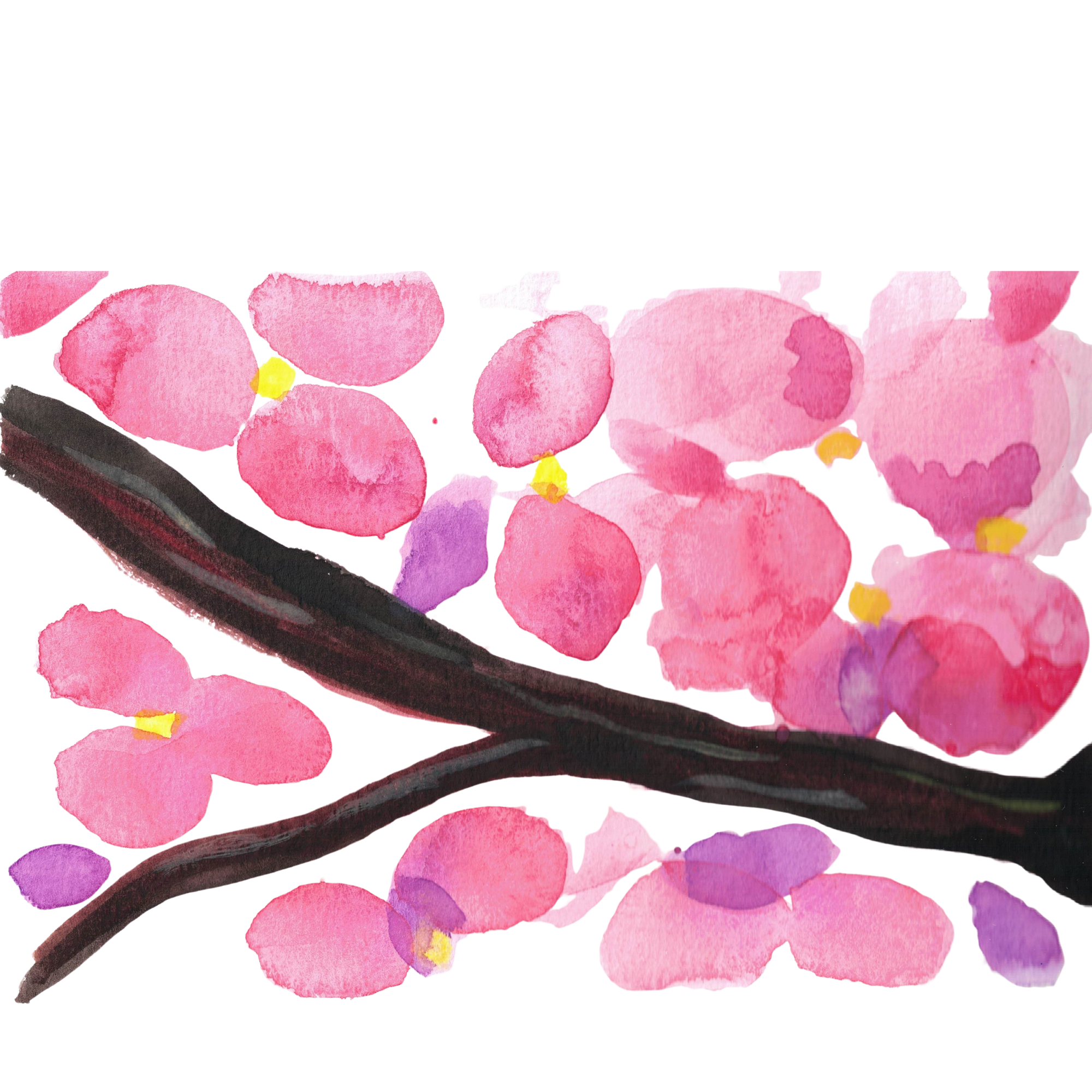 Cherry Blossom