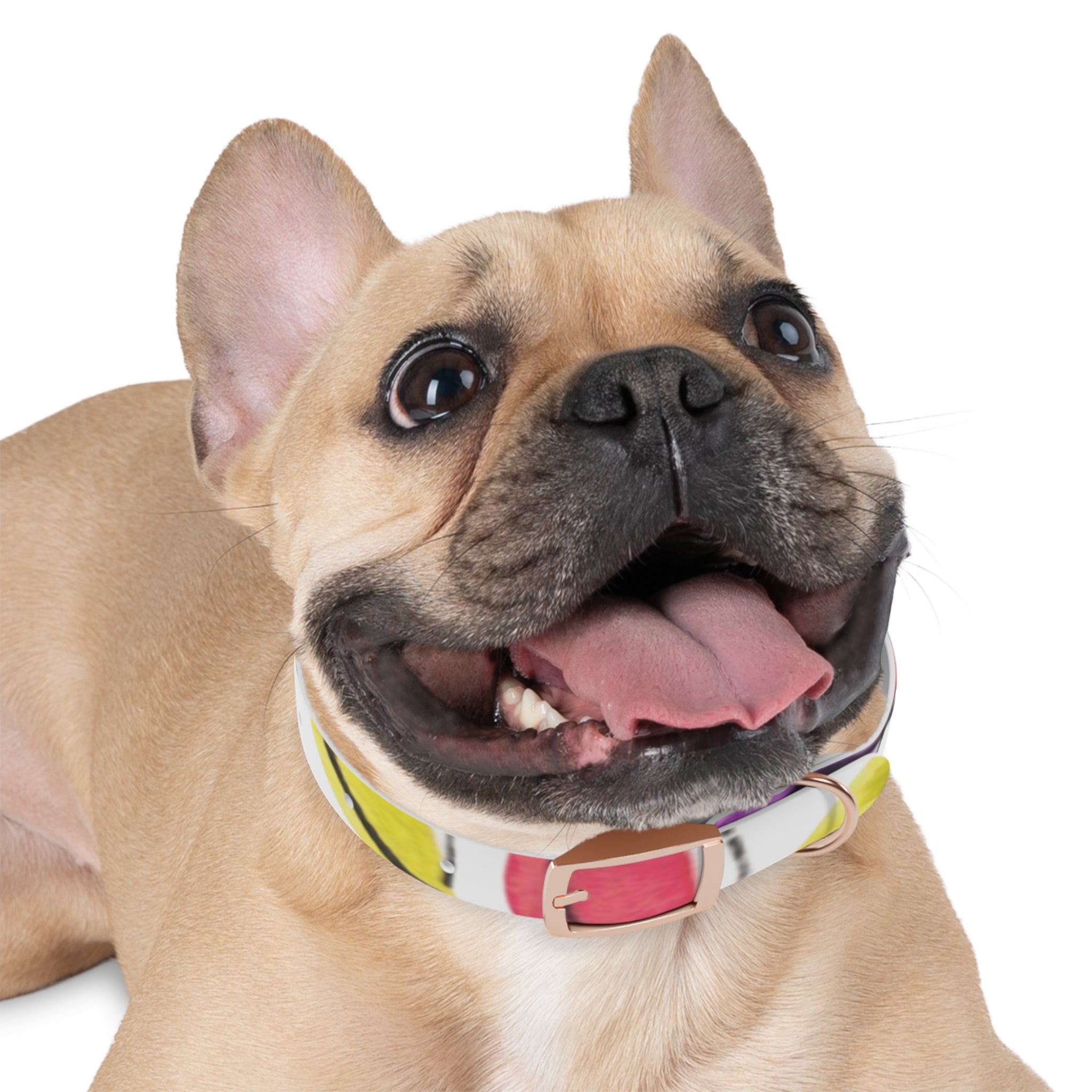 Artist Link: Petals Watercolor Dot Dog Collar — Colorful Pink & Yellow Pet Accessory